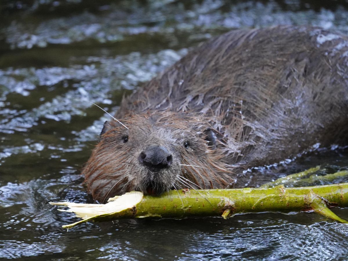 A beaver swimming down the river with a branch in its mouth.