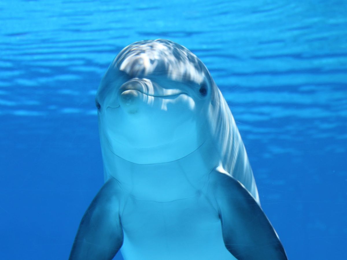 A dolphin looking right at us underwater. Look at its smiling mouth!