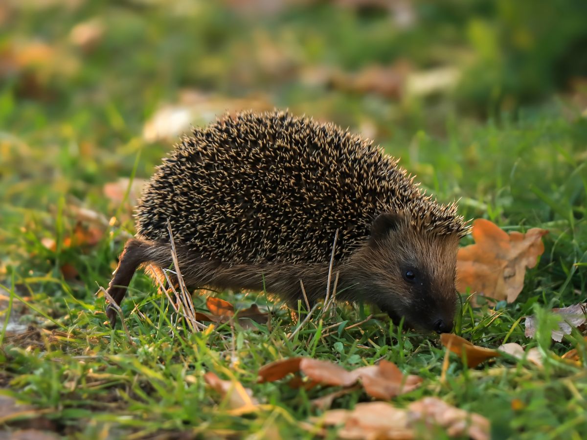 A hedgehog sniffing for food in the grass. Look at the spines on its back.